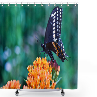 Personality  Swallowtail Butterfly Shower Curtains