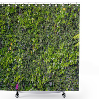 Personality  Green Wall With Plants, Vertical Gardening Shower Curtains