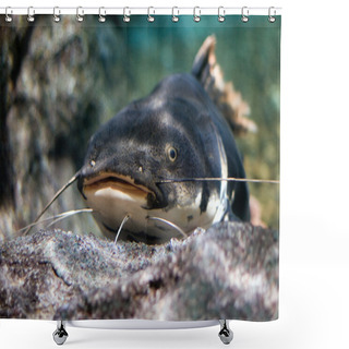 Personality  Catfish Shower Curtains