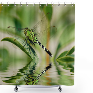 Personality  Dragonfly Reflections Shower Curtains
