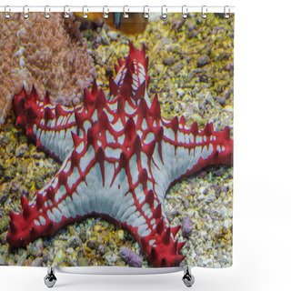 Personality  Red Starfish, Asteroid From The Tropical Sea      Shower Curtains