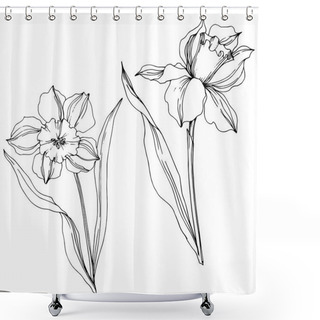 Personality  Vector Narcissus Floral Botanical Flower. Black And White Engraved Ink Art. Isolated Narcissus Illustration Element. Shower Curtains