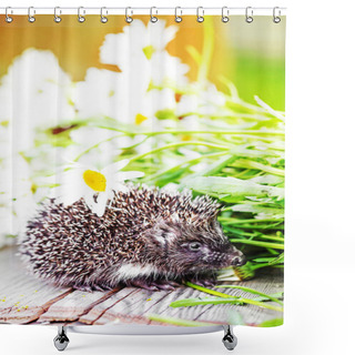 Personality  Hedgehog With Daisy Flowers Shower Curtains