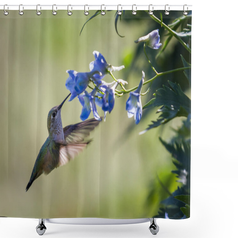 Personality  hummingbird in flowers shower curtains