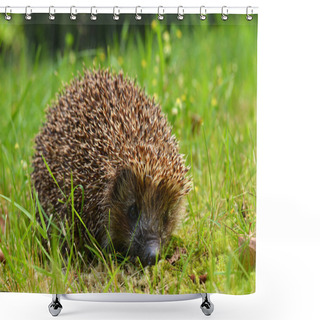 Personality  Cute Hedgehog In The Grass Shower Curtains