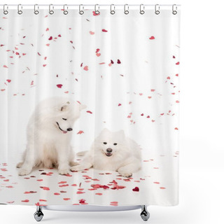 Personality  Two Samoyed Dogs Under Falling Heart Shaped Confetti On White, Valentines Day Concept Shower Curtains