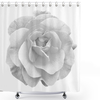 Personality  Tender Rose Flower Macro Isolated On White Black And White Shower Curtains