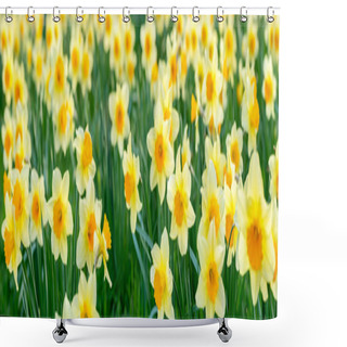 Personality  Daffodils Shower Curtains