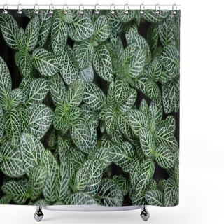 Personality  Natural Background Of Fittonia Albivenis Plants With Natural Light In The Tropical Garden. Dark Green Leaves With White Lines. Shower Curtains