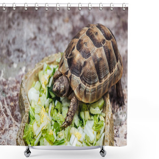 Personality  Cute Turtle Eating Fresh Sliced Vegetables In Stone Bowl Shower Curtains