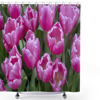 Personality  Beautiful Pink Tulips. The Beginning Of The Spring Holidays Shower Curtains