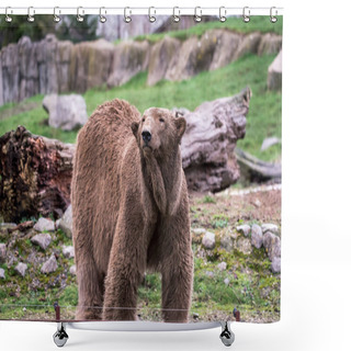 Personality  Polar Bear That Is A Bit Dirty Shower Curtains