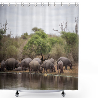Personality  A Family Of Hippos On The Bank By The Water Shower Curtains
