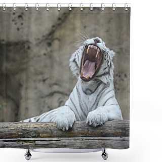 Personality  White Albino Tiger Shower Curtains
