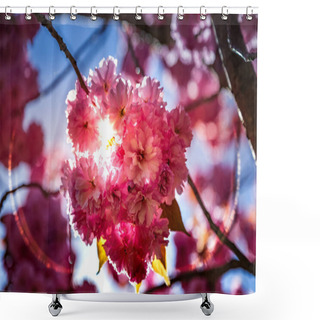 Personality  Close Up View Of Beautiful Sakura Tree Blossom And Sunlight Backdrop Shower Curtains