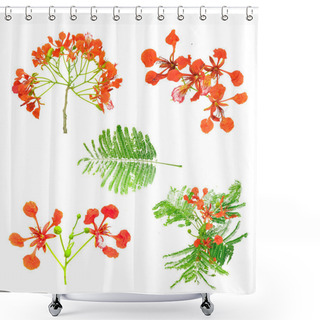 Personality  Shot Of Peacock Flowers Shower Curtains