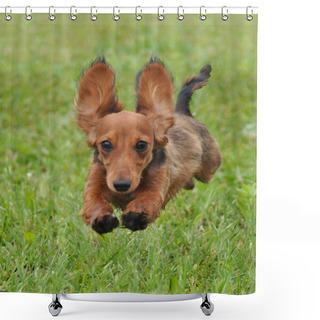 Personality  Dachshund Dog Running Shower Curtains