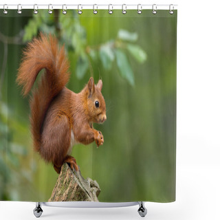 Personality  Red Squirrel Animal  Shower Curtains