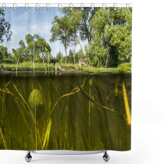 Personality  Duck Swims In The Lake View Under Water On The Algae And The Wat Shower Curtains