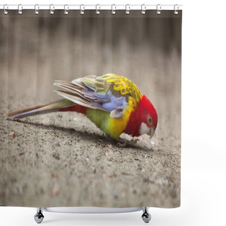 Personality  Eastern Rosella (Platycercus Eximius). Shower Curtains
