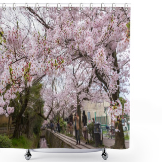 Personality  Philosopher's Walk With Sakura (cherry Blossom) In The Springtim Shower Curtains