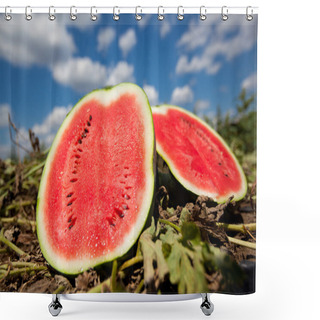 Personality  Watermelon Growing Shower Curtains