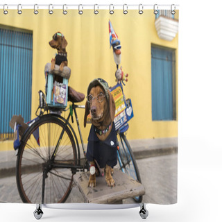 Personality  Funny Photo Of Two Dachshunds Dressed And Wearing Glasses In Cuba. Shower Curtains
