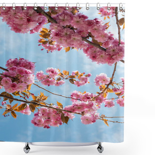 Personality  Bottom View Of Blooming And Pink Cherry Tree Against Blue Sky Shower Curtains