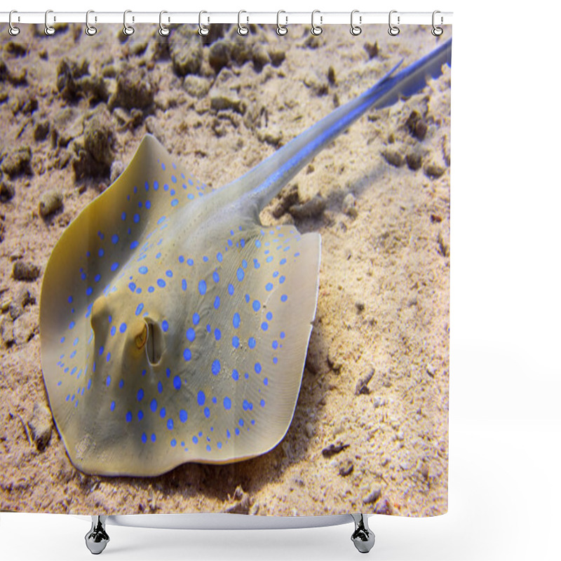 Personality  Blue-spotted Stingray Shower Curtains