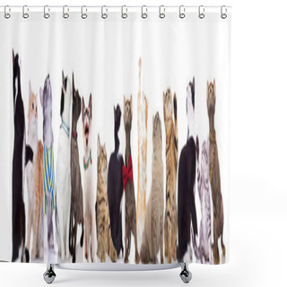 Personality  Large Group Of Adorable Cats Of Different Races Looking Up While Standing And Sitting On White Background Shower Curtains
