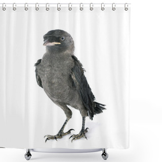 Personality  Western Jackdaw Shower Curtains