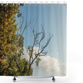 Personality  Low Angle View Of Dry Branches Of Tree With Sky At Background  Shower Curtains