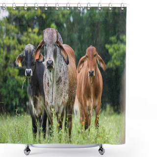 Personality  Young Bulls In Costa Rica Shower Curtains