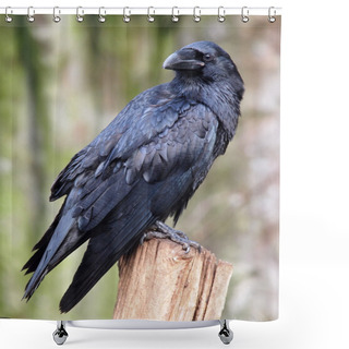 Personality  Portrait Of A Raven Shower Curtains