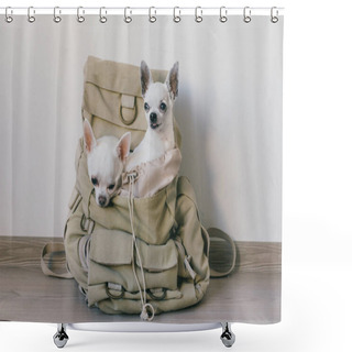 Personality  Two Chihuahua Puppies Sitting In Pocket Of Hipster Canvas Backpack With Funny Faces And Looking Different Ways. Dogs Travel. Comfortable Relax. Pets On Vacation. Animals Family Lying Together At Home Shower Curtains