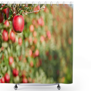 Personality  Fresh Red Apples On A Tree Shower Curtains