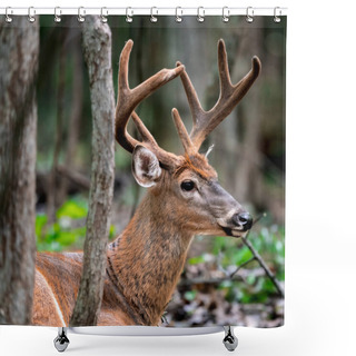 Personality  Deer With Huge Antlers Lying On The Grass Shower Curtains