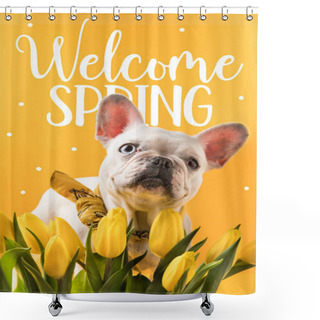 Personality  French Bulldog Dog And Beautiful Yellow Tulips With WELCOME SPRING Sign Shower Curtains