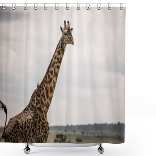 Personality  Giraffe Walking Through The Grasslands In Kenya Shower Curtains