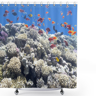 Personality  Colorful Coral Reef With Exotic Fishes In Tropical Sea, Underwat Shower Curtains