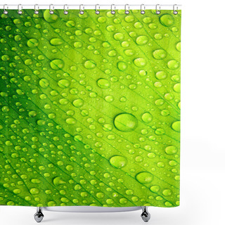 Personality  Beautiful Green Leaf With Drops Of Water Shower Curtains