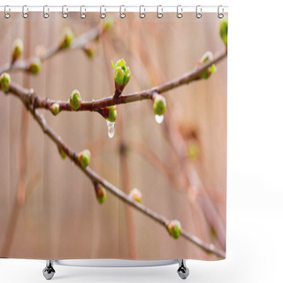 Personality  Drops Of Spring Rain On The Opening Buds. Selective Focus, Shallow Depth Of Field Shower Curtains