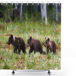 Personality  Three Beautiful Bear Cubs Shower Curtains