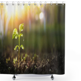 Personality  Young Plant In Sunlight Shower Curtains