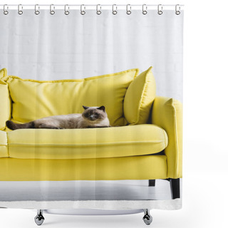 Personality  Fluffy Siamese Cat Looking Away, While Lying On Sofa At Home Shower Curtains