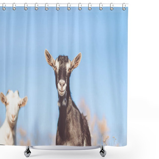 Personality  Goat In Field. Goats Eating Grass,Goat On A Pasture, Little Goat Portrait Shower Curtains