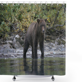 Personality  Grizzly Bear Fishing In An Alaskan Lake Shower Curtains