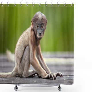 Personality  Proboscis Monkey (Nasalis Larvatus) Or Long-nosed Monkey, Known As The Bekantan In Indonesia, Is A Reddish-brown Arboreal Old World Monkey With An Unusually Large Nose. It Is Endemic To The Southeast Asian Island Of Borneo.  Shower Curtains