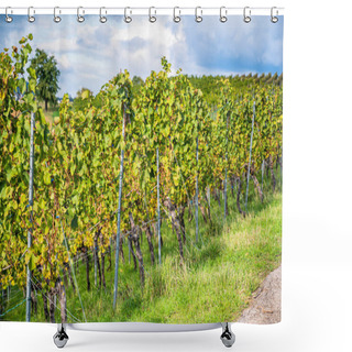 Personality  A Closeup Shot Of Ripening Grapes In The Vineyard Shower Curtains