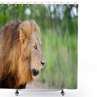 Personality  A Beautiful Lion Roaring In The Middle Of The Grass Covered Field Shower Curtains